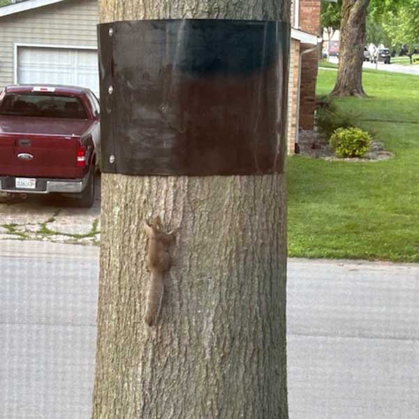Power Pole Squirrel Guard - Image 6